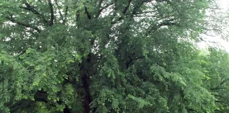 This is a picture of the First Editions® St Croix™ American Elm | Ulmus americana 'St Croix' that is one of the trees being selected for planting this 2024 Arbor Day in Woodville. Photo per the Bailey Portal