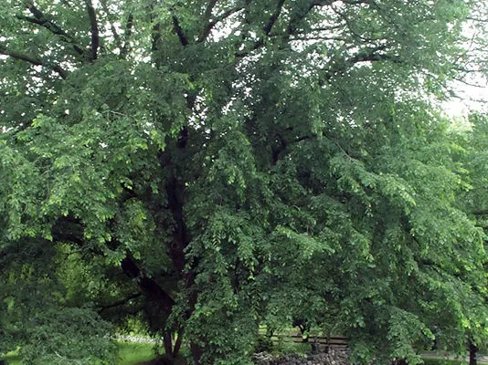 Creating a more woodsy Woodville This is a picture of the First Editions® St Croix™ American Elm | Ulmus americana 'St Croix' that is one of the trees being selected for planting this 2024 Arbor Day in Woodville. Photo per the Bailey Portal