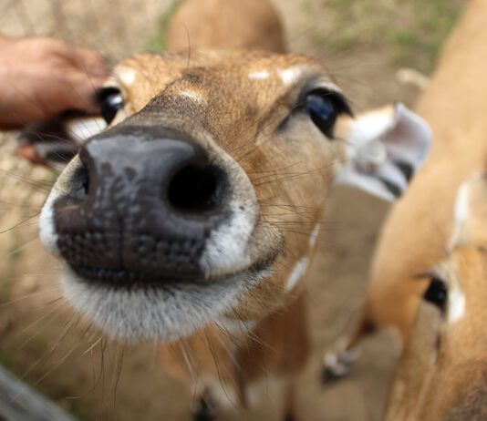 On Safari – in Baldwin