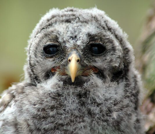 Nature Photography Contest entries due by September 22