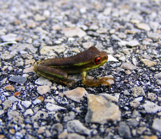 Watch for snakes, lizards, salamanders and Frogs on Wisconsin’s roads