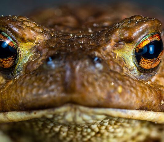 DNR seeking volunteers for help with frog and toad calling surveys