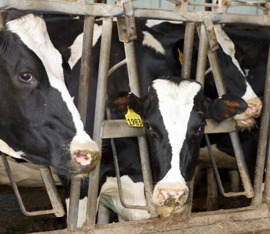 Thank You for celebrating June Dairy Month with us!