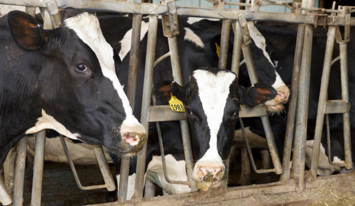 002SAT-DSC01900-Here-are-a-couple-of-the-well-cared-for-cows-at-the-Peterson-Family-Dairy.-Photo-by-Paul-J.-Seeling(W)