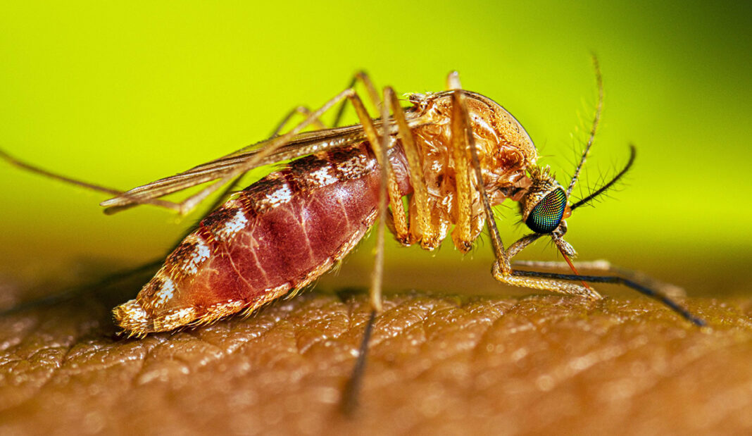 003MON-RS2155LVV7CulexquinquefasciatusAdultFeeding202200416.9_1-Mosie-CDC(W)