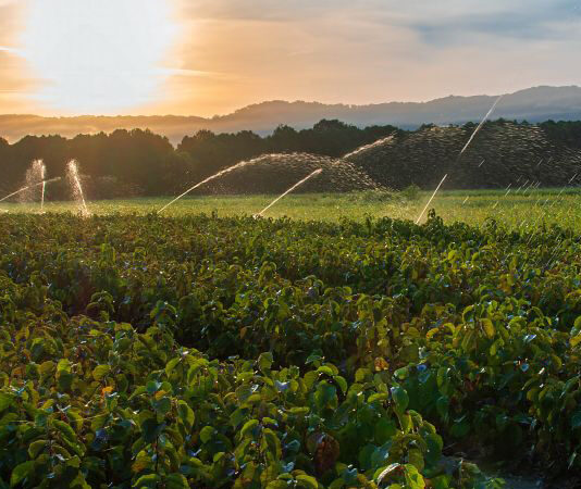 DNR tree and shrub seedling sales have begun