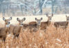 Wisconsin’s deer donation program