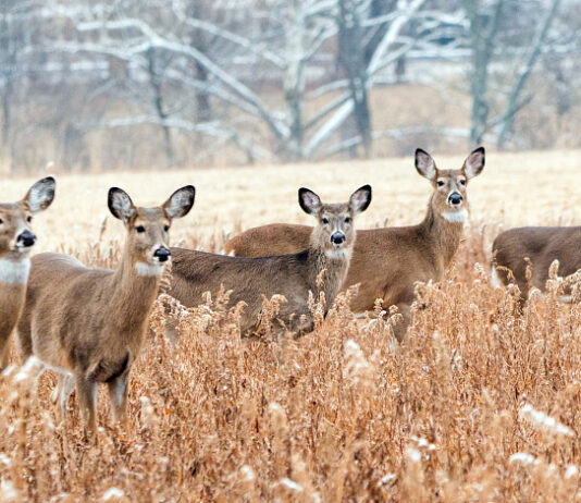 Wisconsin’s deer donation program